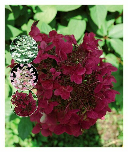 Hortenzie na kmínku Kings red 70/80 cm, v květináči Hydrangea paniculata